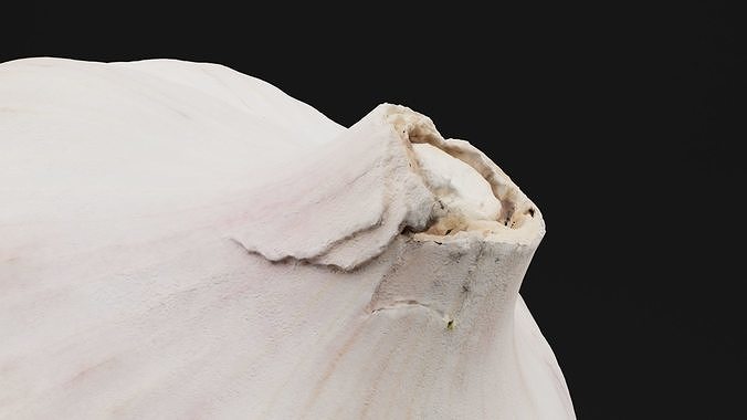 Garlic  3D model 2
