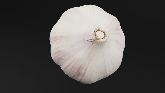 Garlic  3D model 5