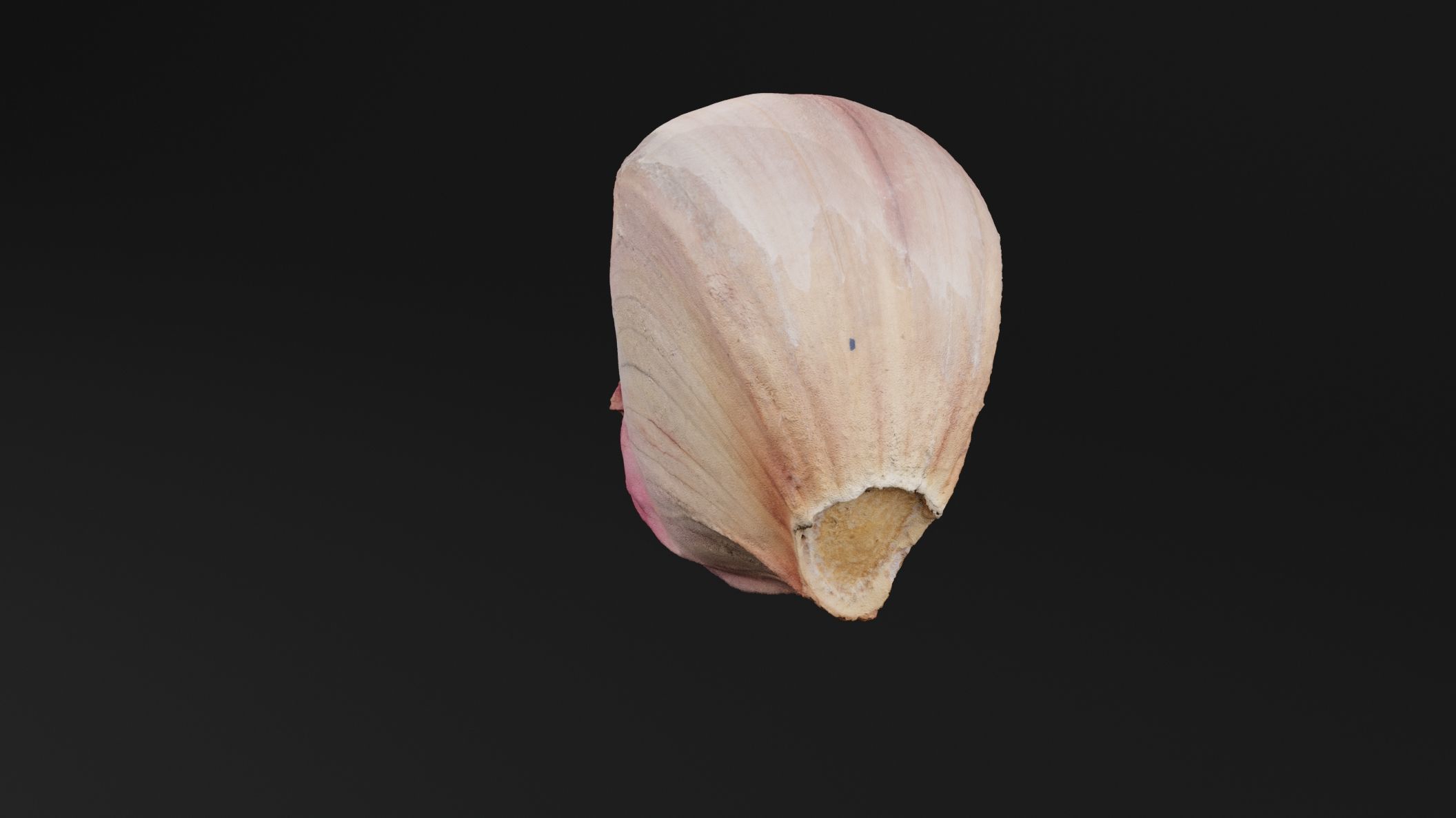 Garlic 3D model_4