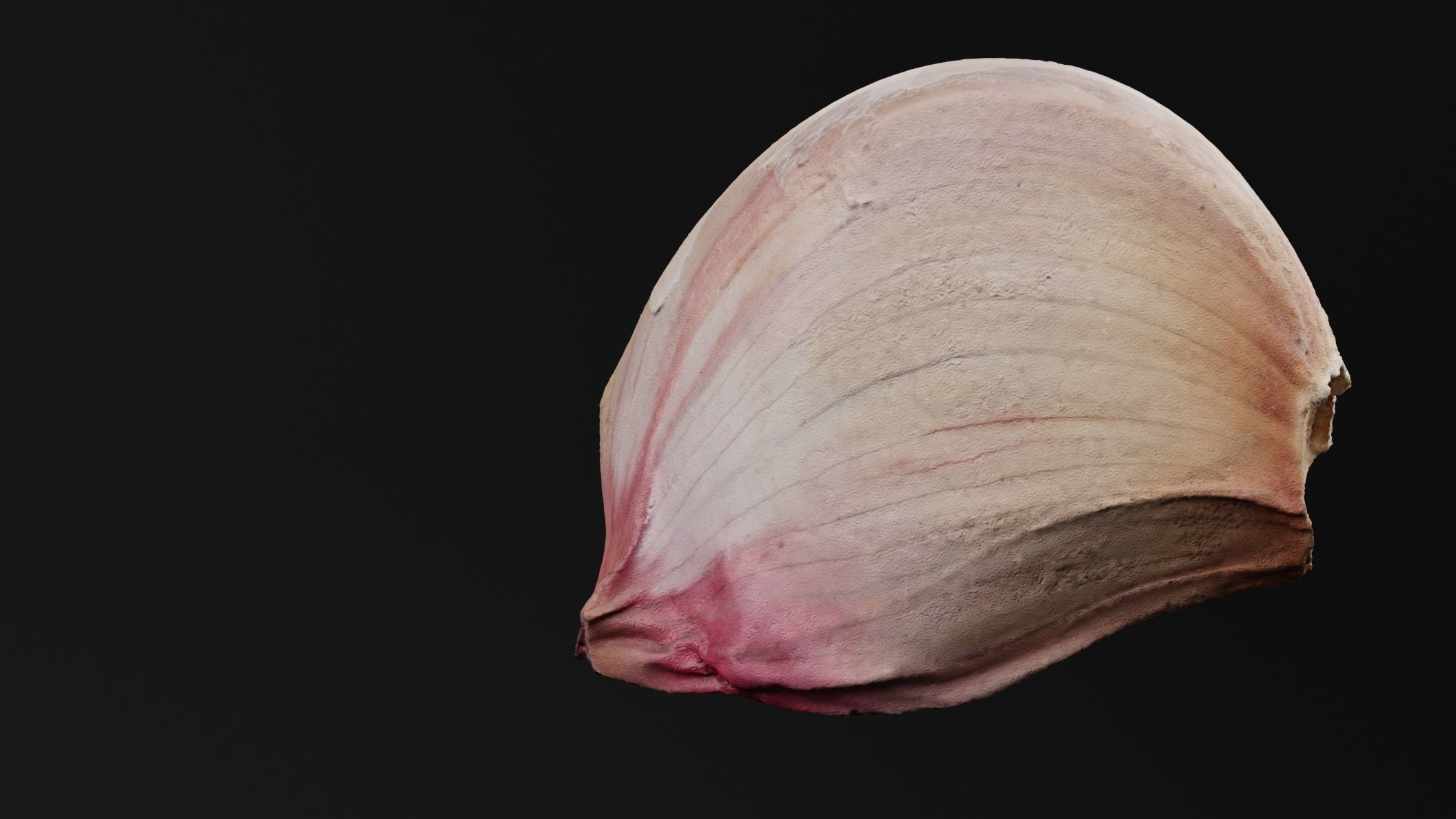 Garlic 3D model_3