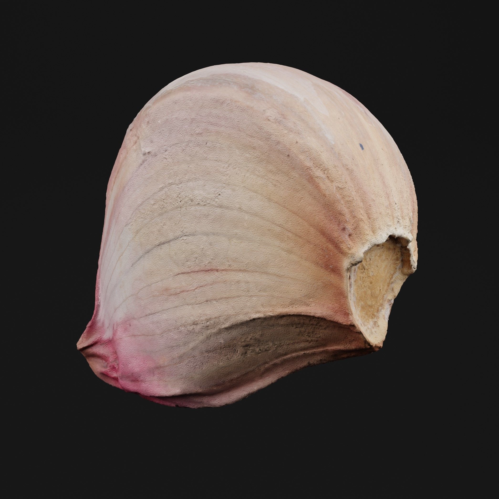 Garlic 3D model_5