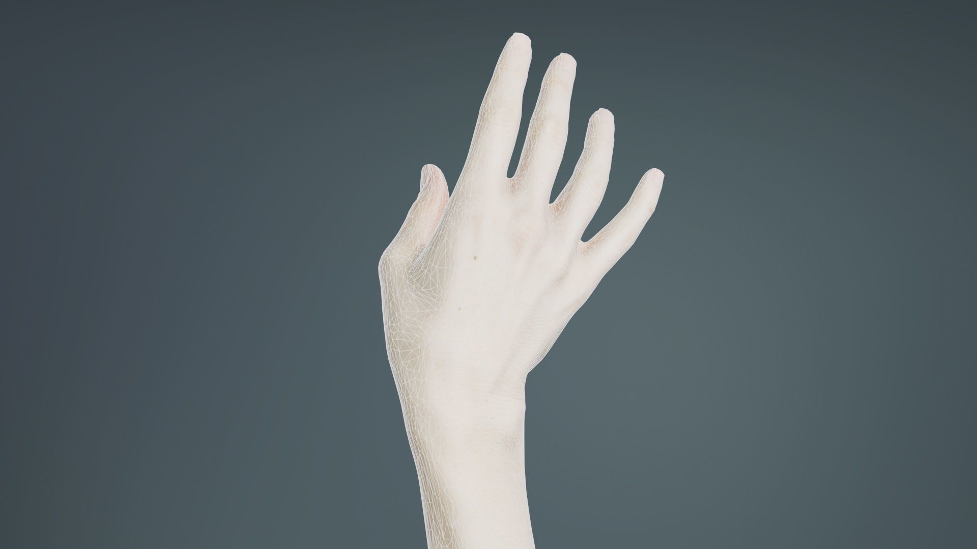 Single Hand 004 Low-poly 3D model_10