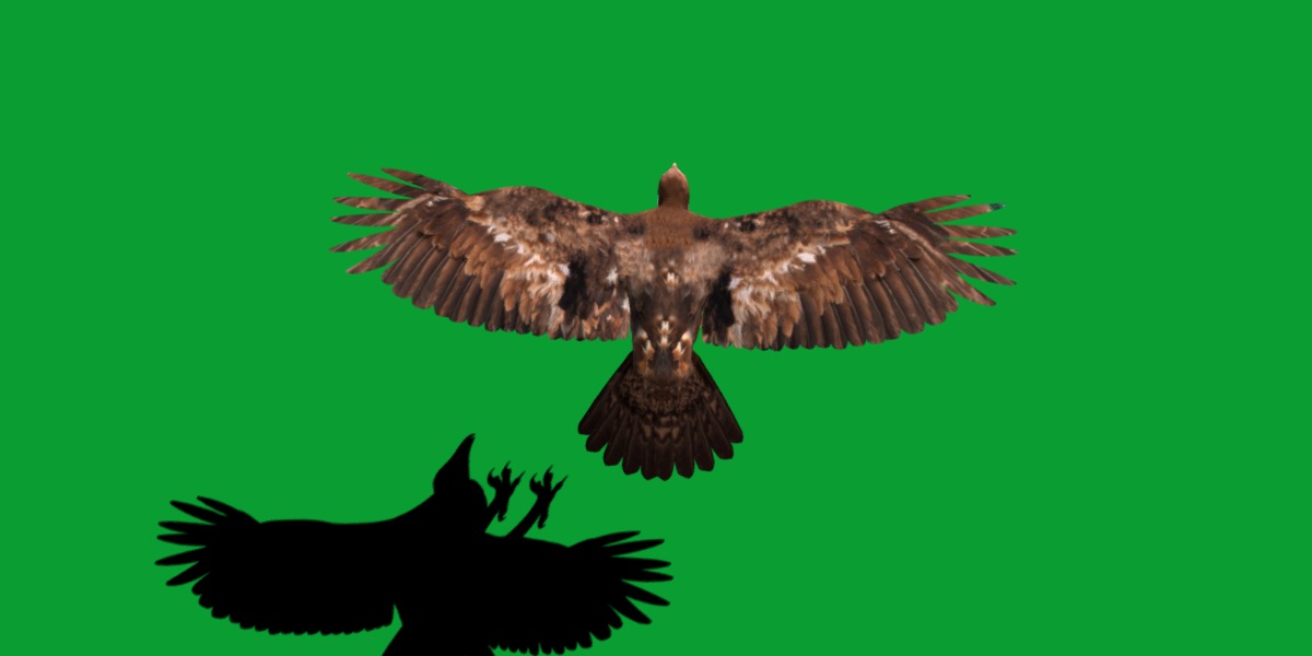 Golden Eagle Bird Low-poly 3D model_14