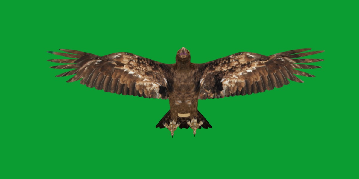 Golden Eagle Bird Low-poly 3D model_5