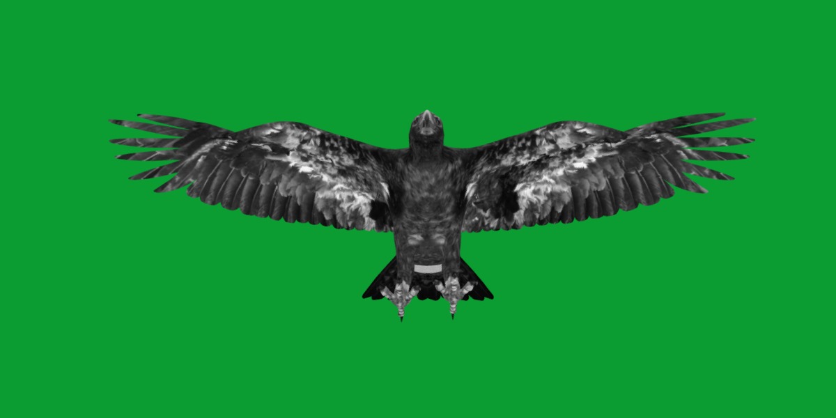 Golden Eagle Bird Low-poly 3D model_8