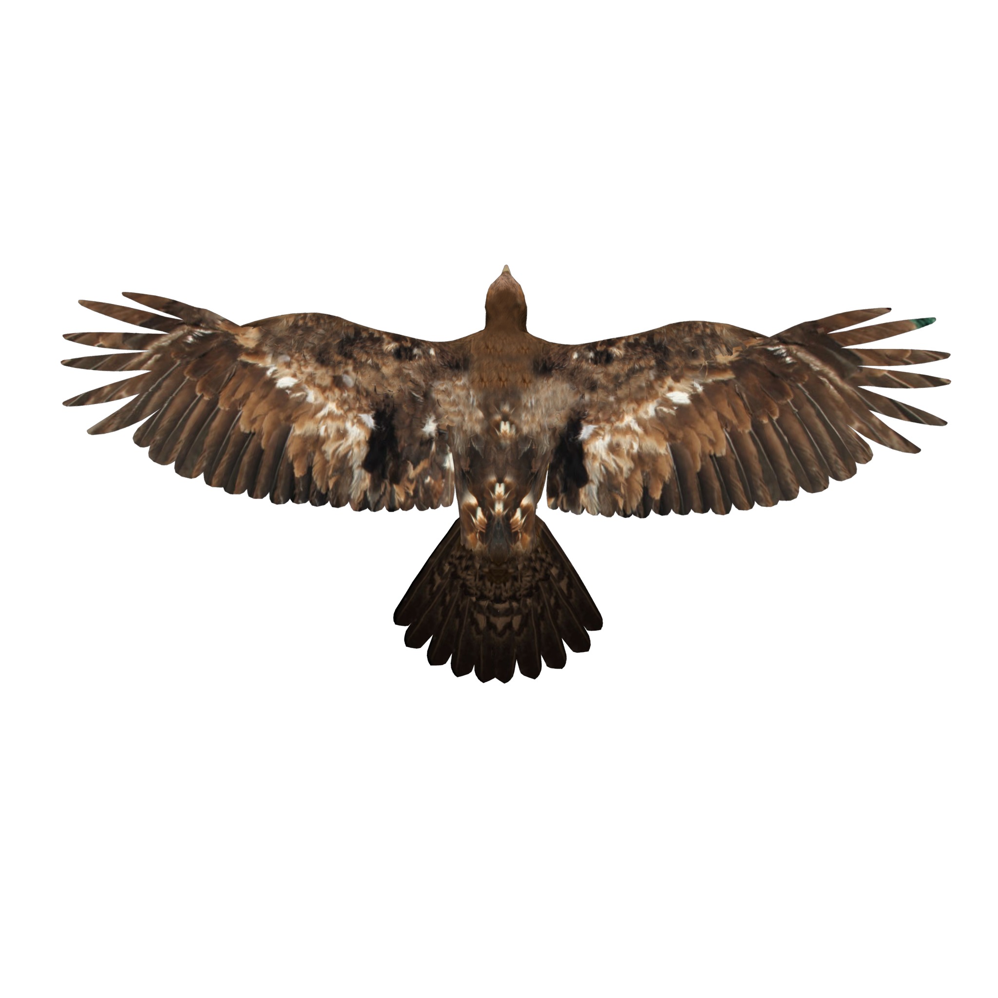 Golden Eagle Bird Low-poly 3D model_26