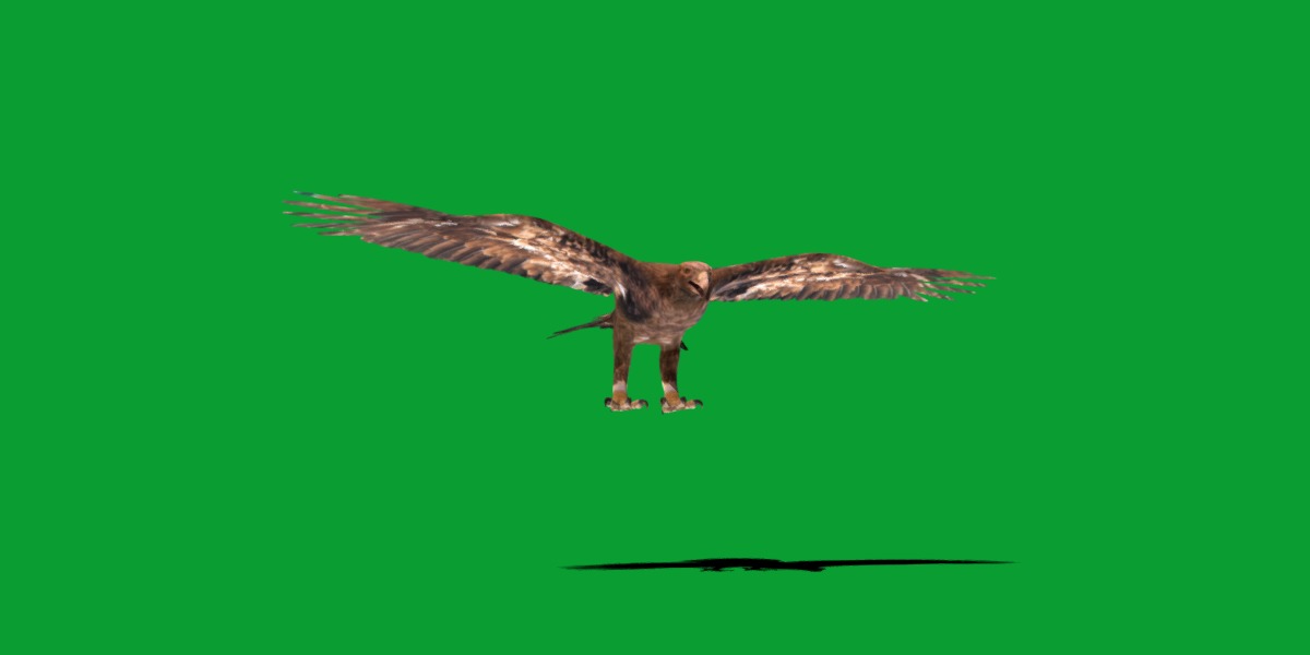 Golden Eagle Bird Low-poly 3D model_24