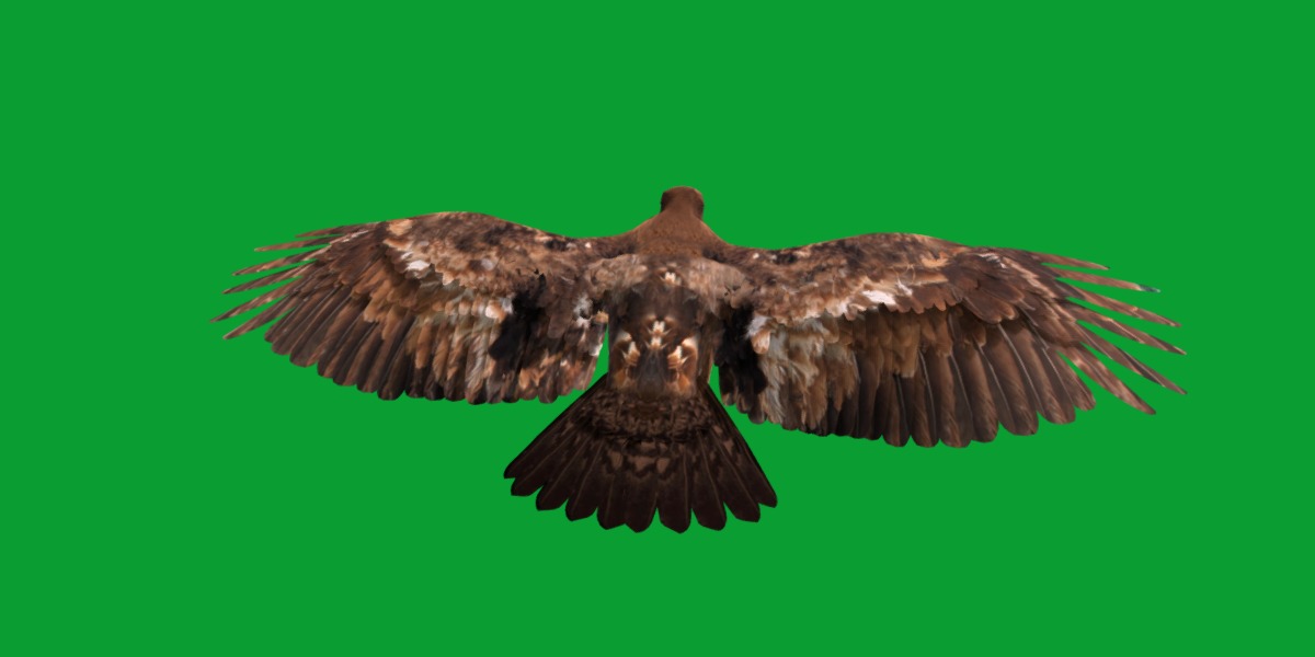 Golden Eagle Bird Low-poly 3D model_3