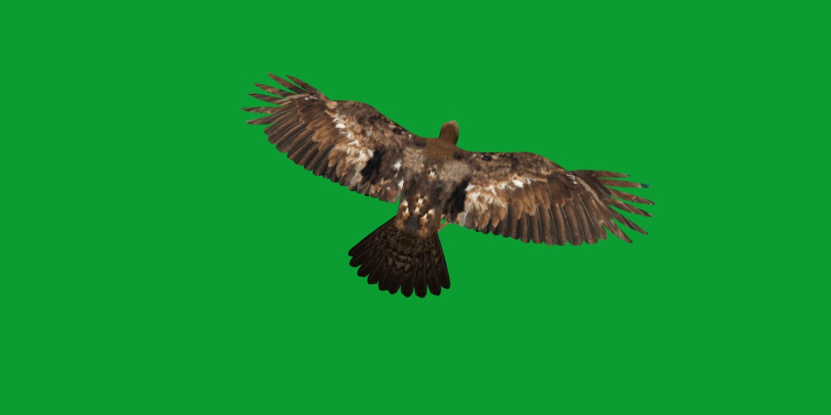 Golden Eagle Bird Low-poly 3D model_27
