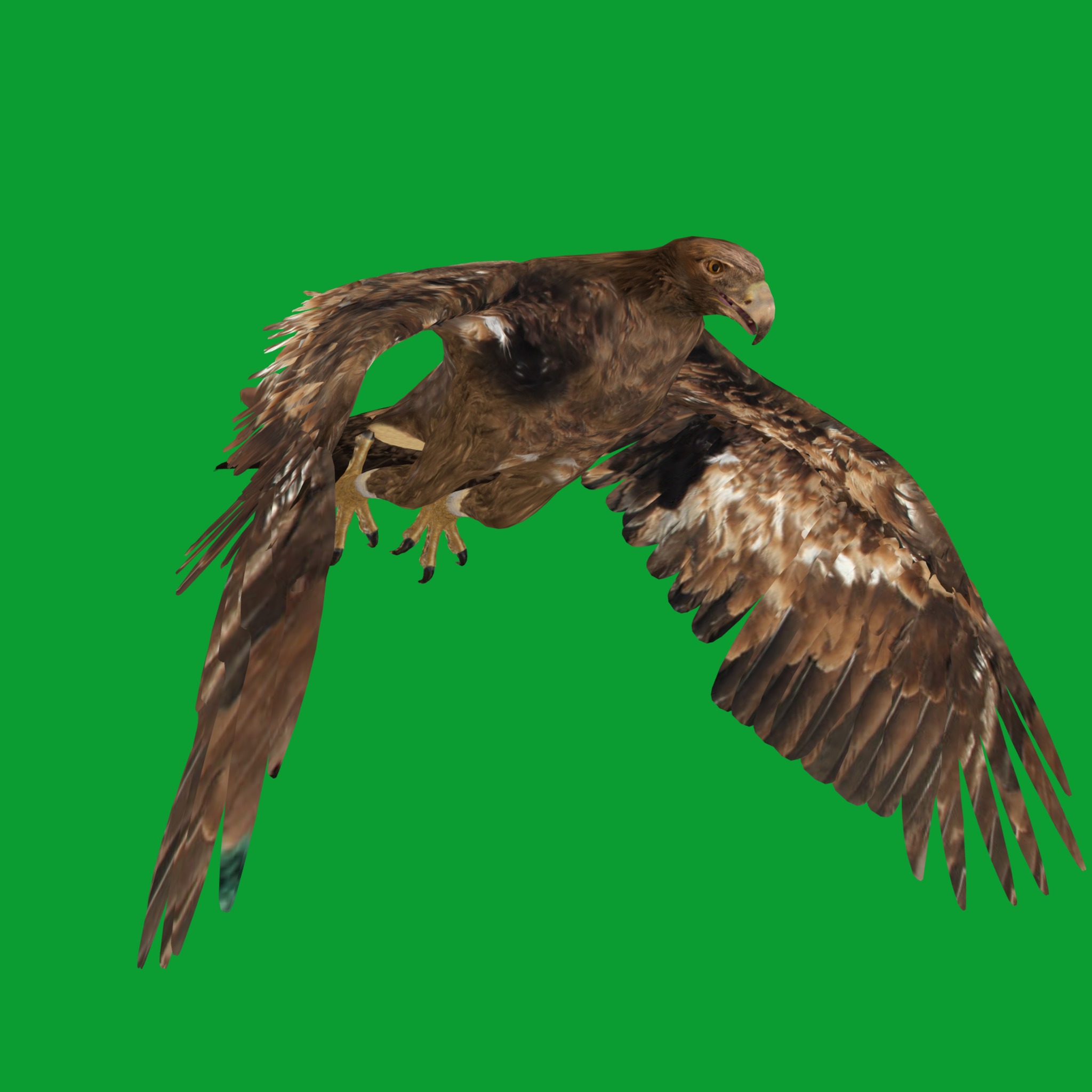 Golden Eagle Bird Low-poly 3D model_21