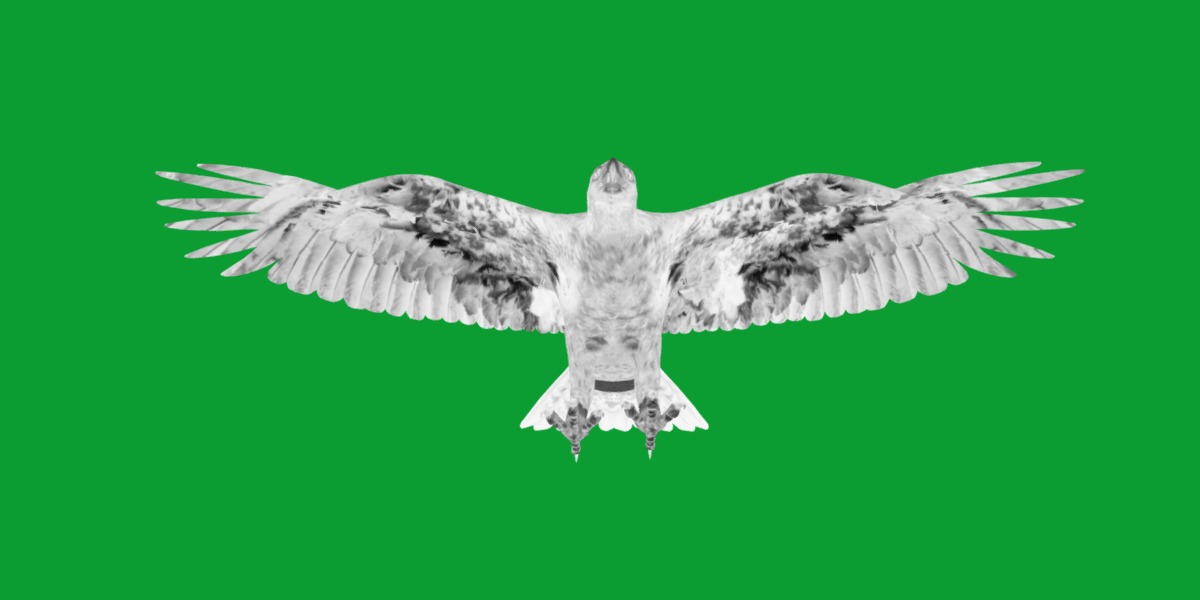 Golden Eagle Bird Low-poly 3D model_7