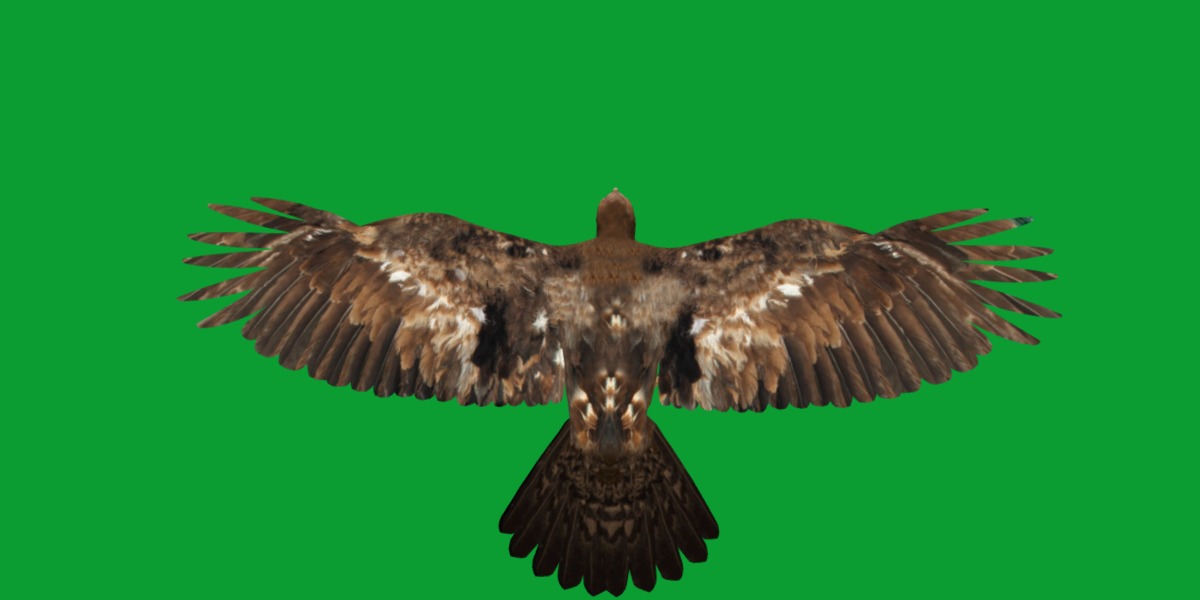 Golden Eagle Bird Low-poly 3D model_16