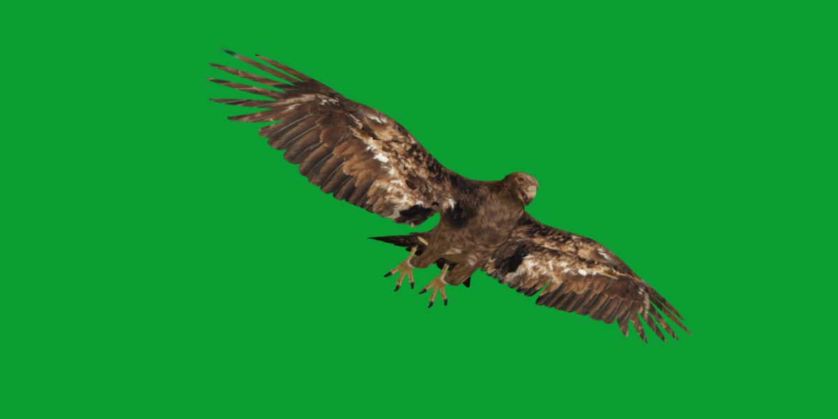 Golden Eagle Bird Low-poly 3D model_20