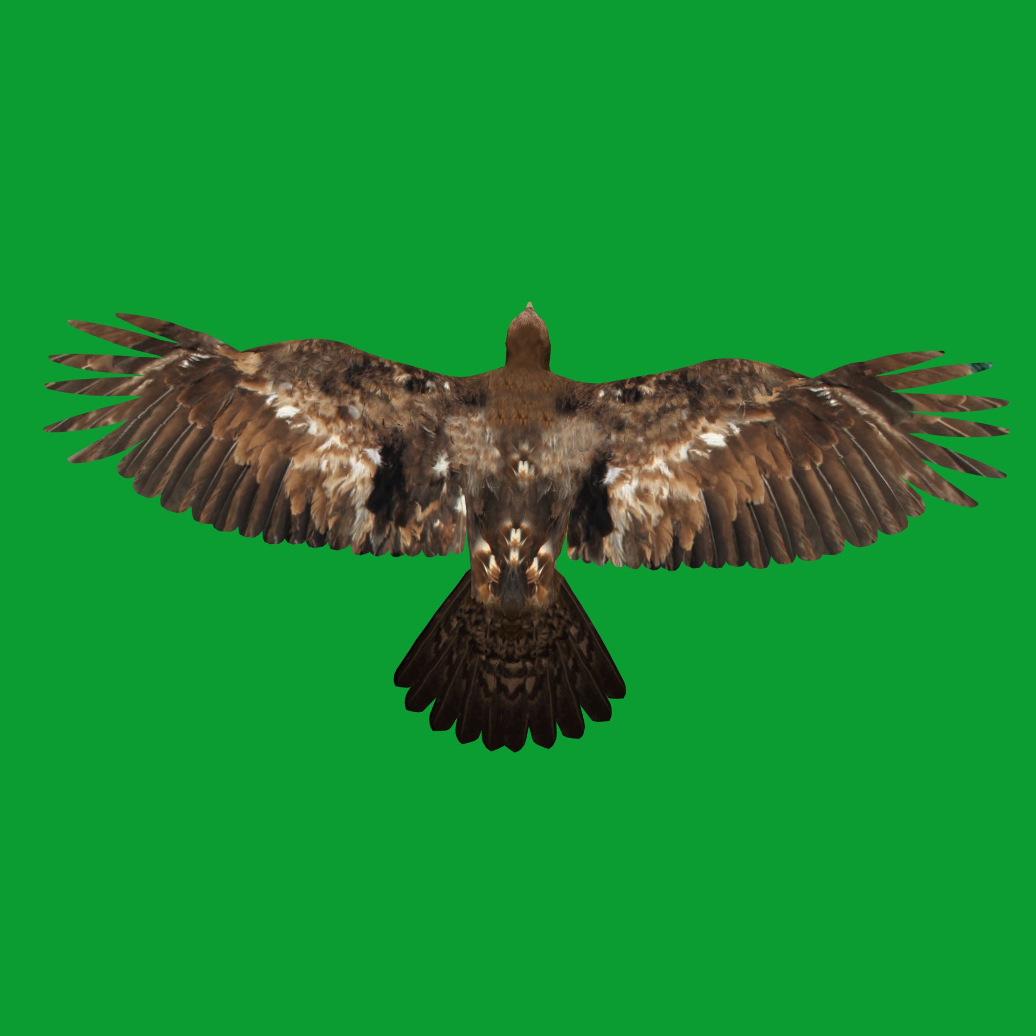 Golden Eagle Bird Low-poly 3D model_22