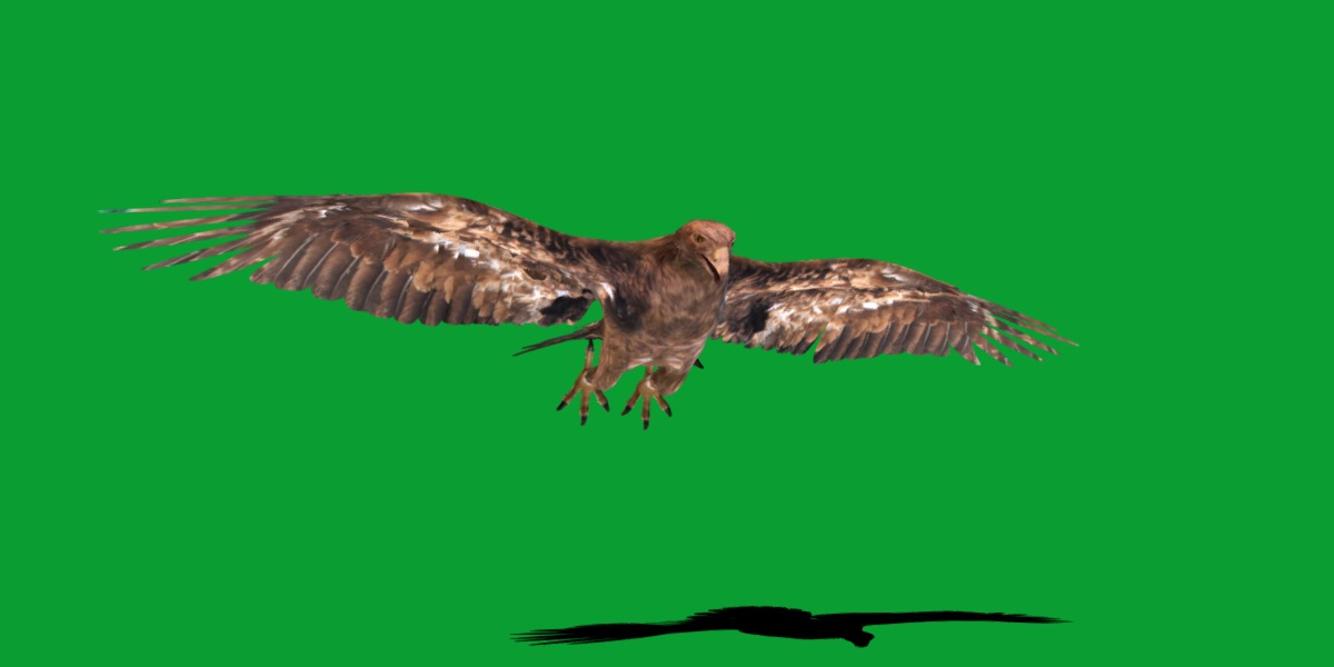 Golden Eagle Bird Low-poly 3D model_33