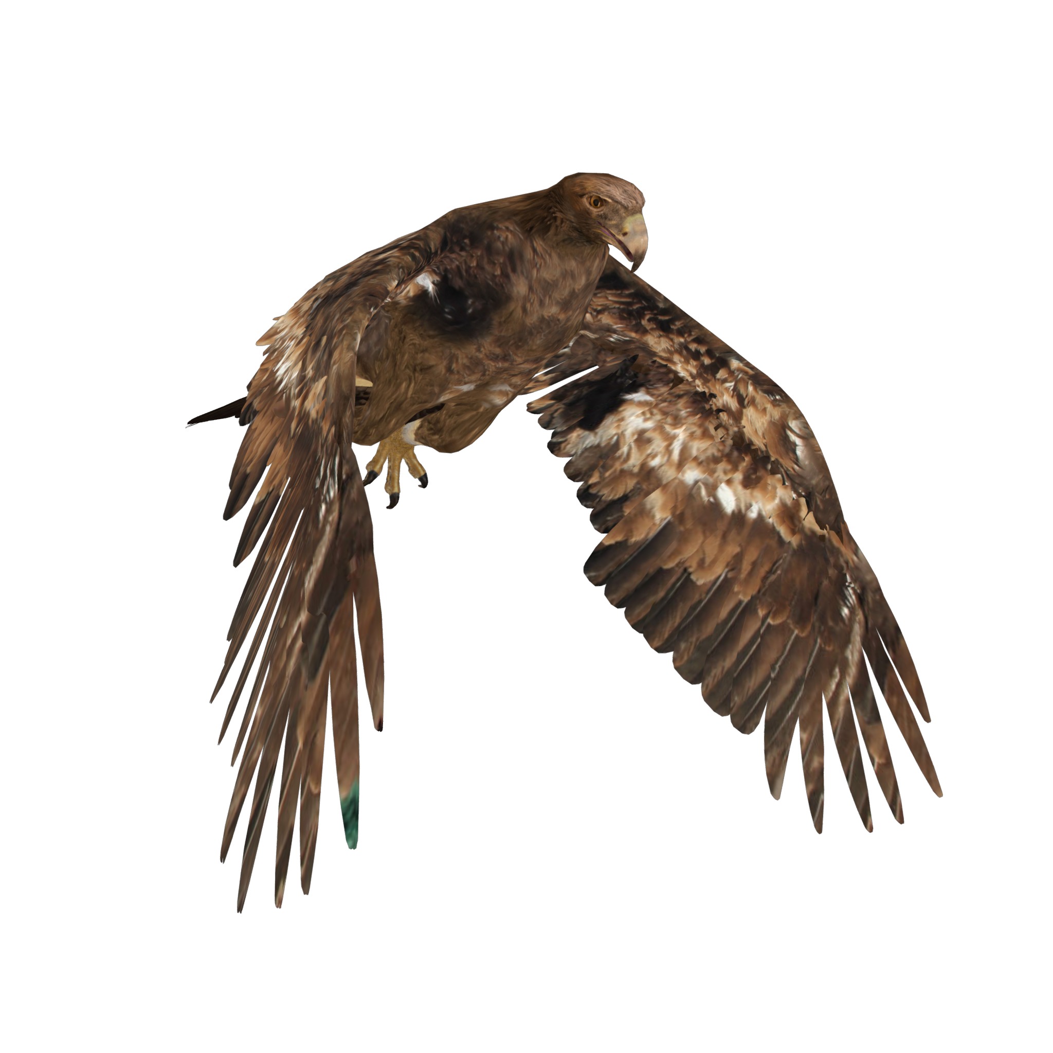 Golden Eagle Bird Low-poly 3D model_23