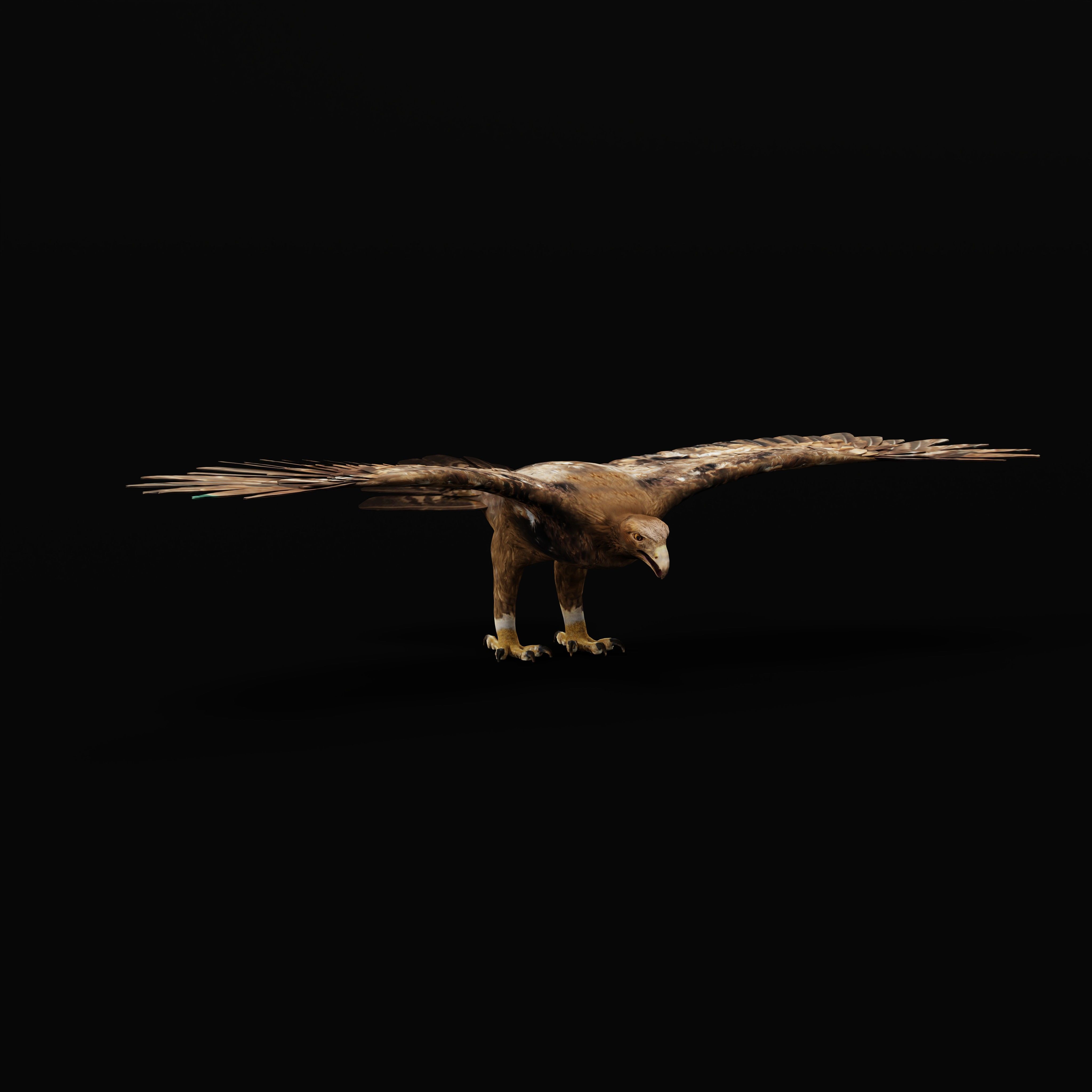 Golden Eagle Bird Low-poly 3D model_38