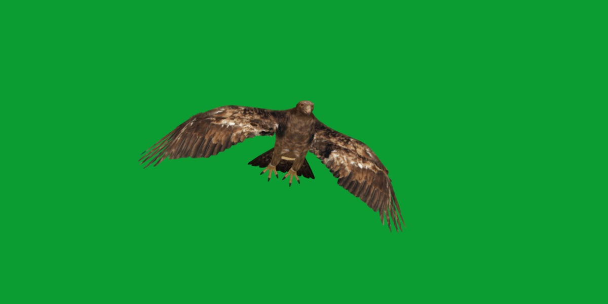 Golden Eagle Bird Low-poly 3D model_29
