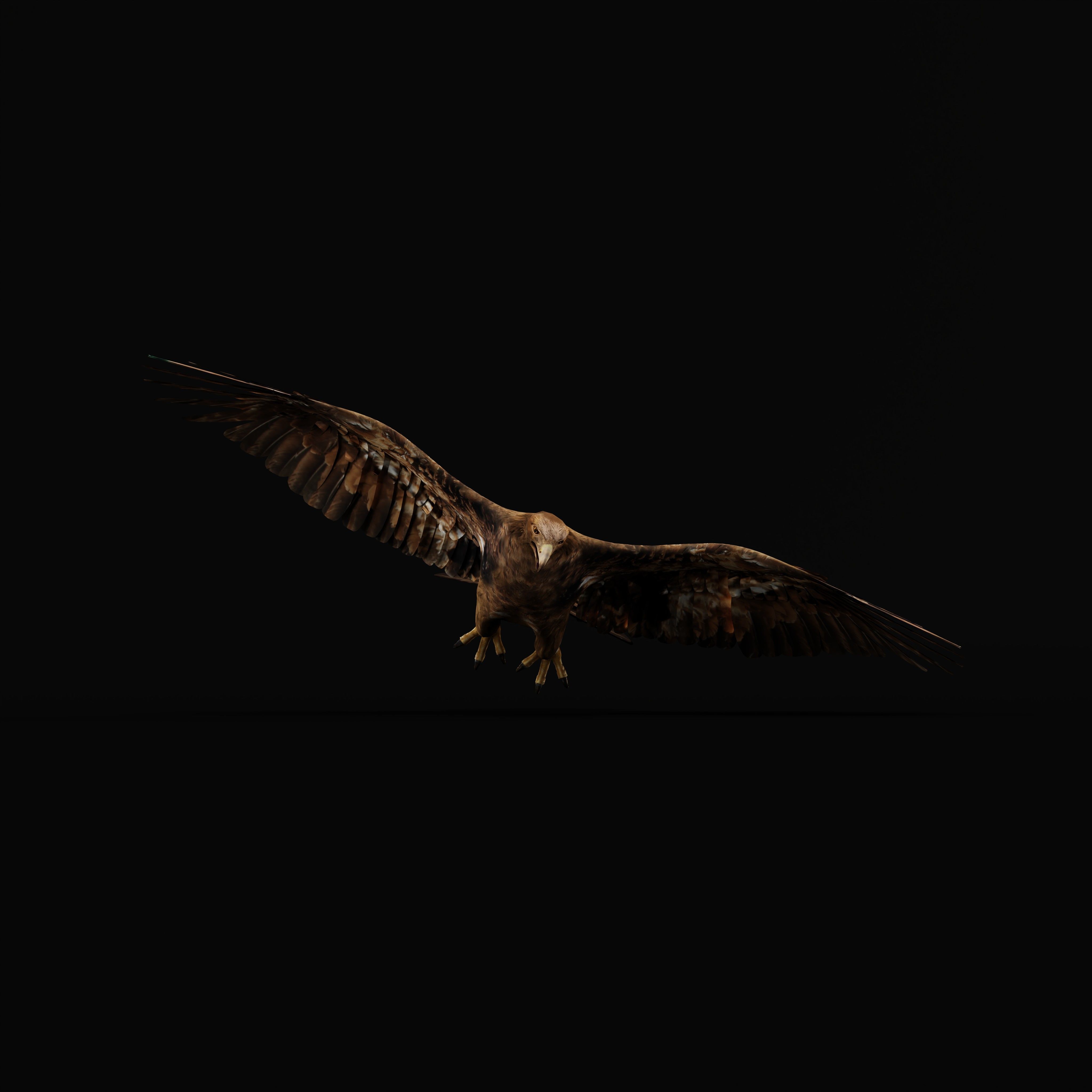 Golden Eagle Bird Low-poly 3D model_37