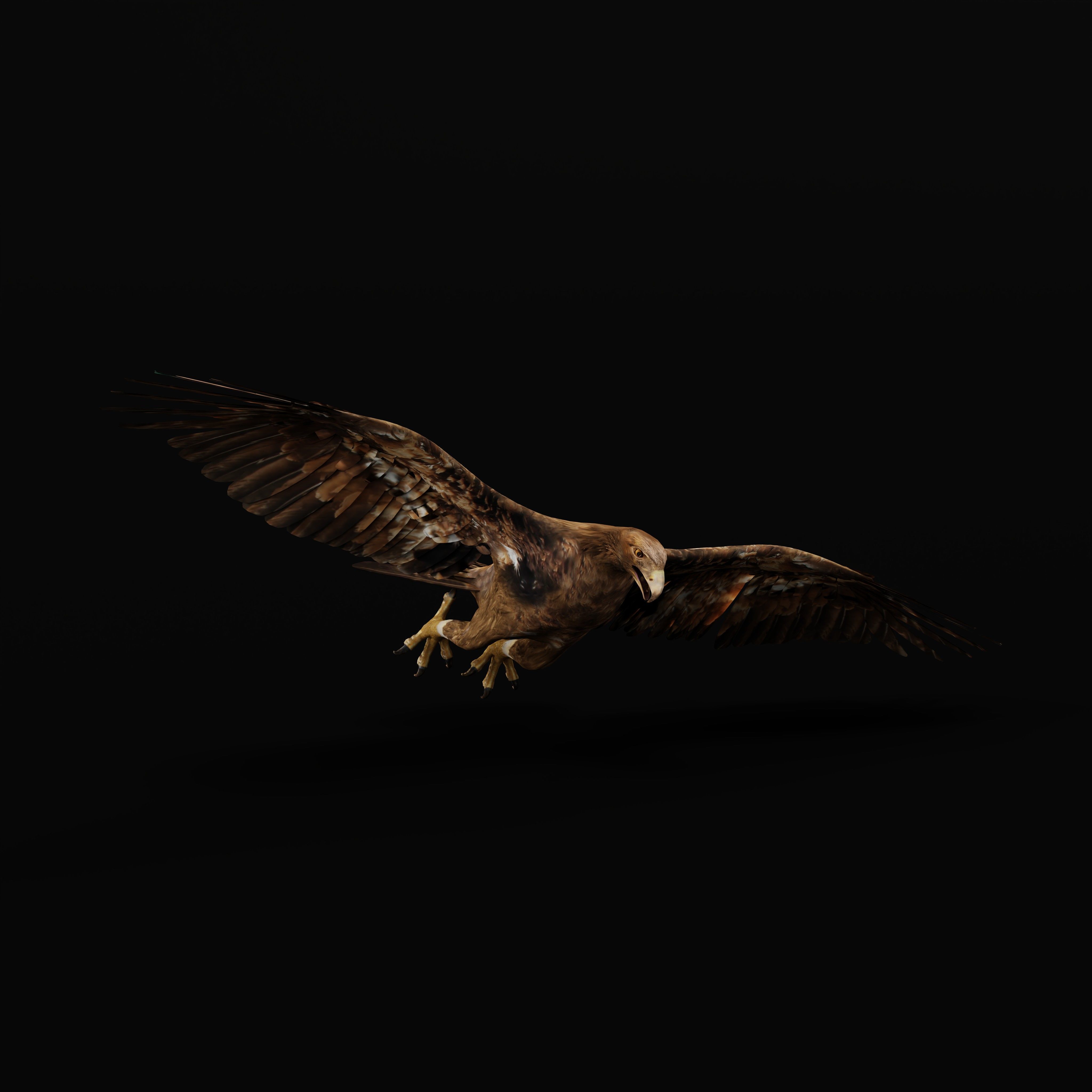 Golden Eagle Bird Low-poly 3D model_36