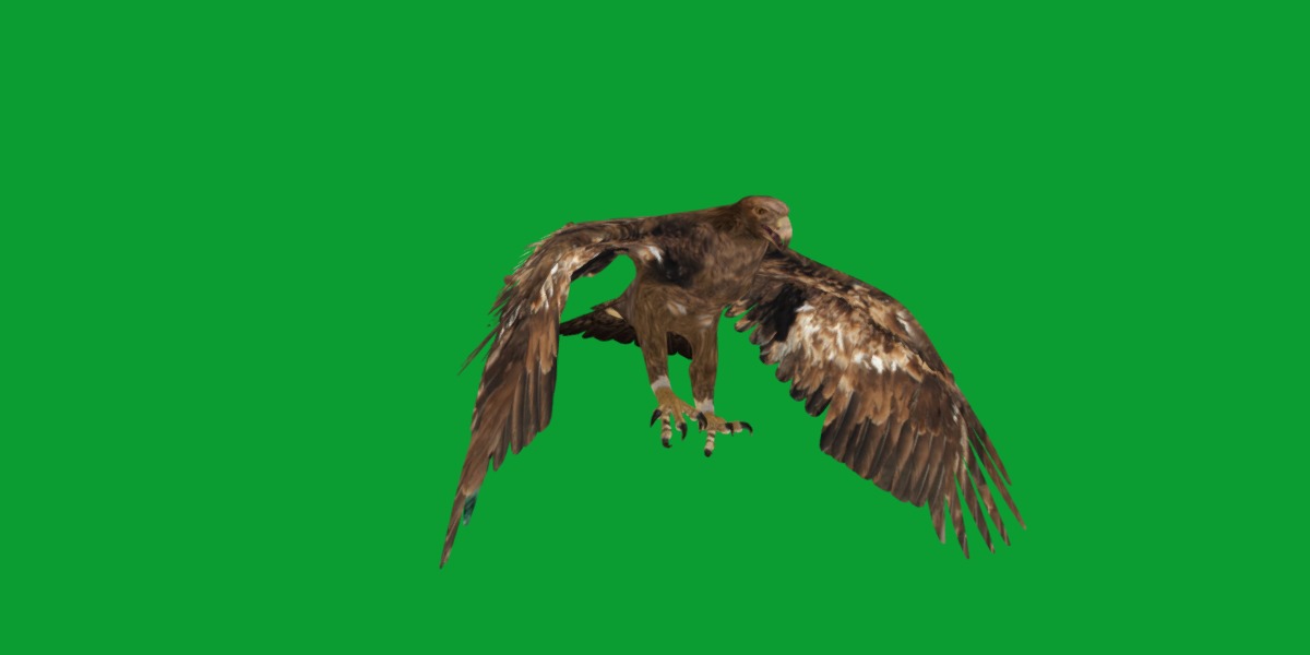 Golden Eagle Bird Low-poly 3D model_11