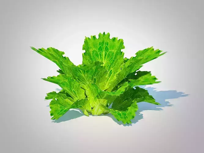 Plant  Lettuce  green