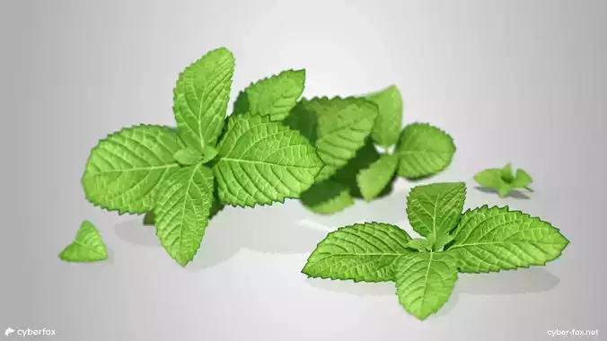 Mint Branch Low-poly 3D model