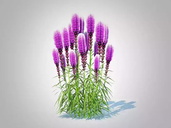 Plant  Liatris - purple gayfeather 