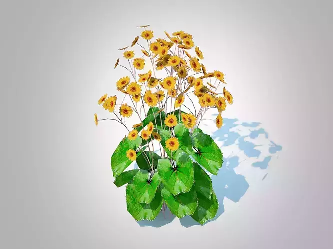 Plant  Ligularia Britt Marie Crawford - Ligularia