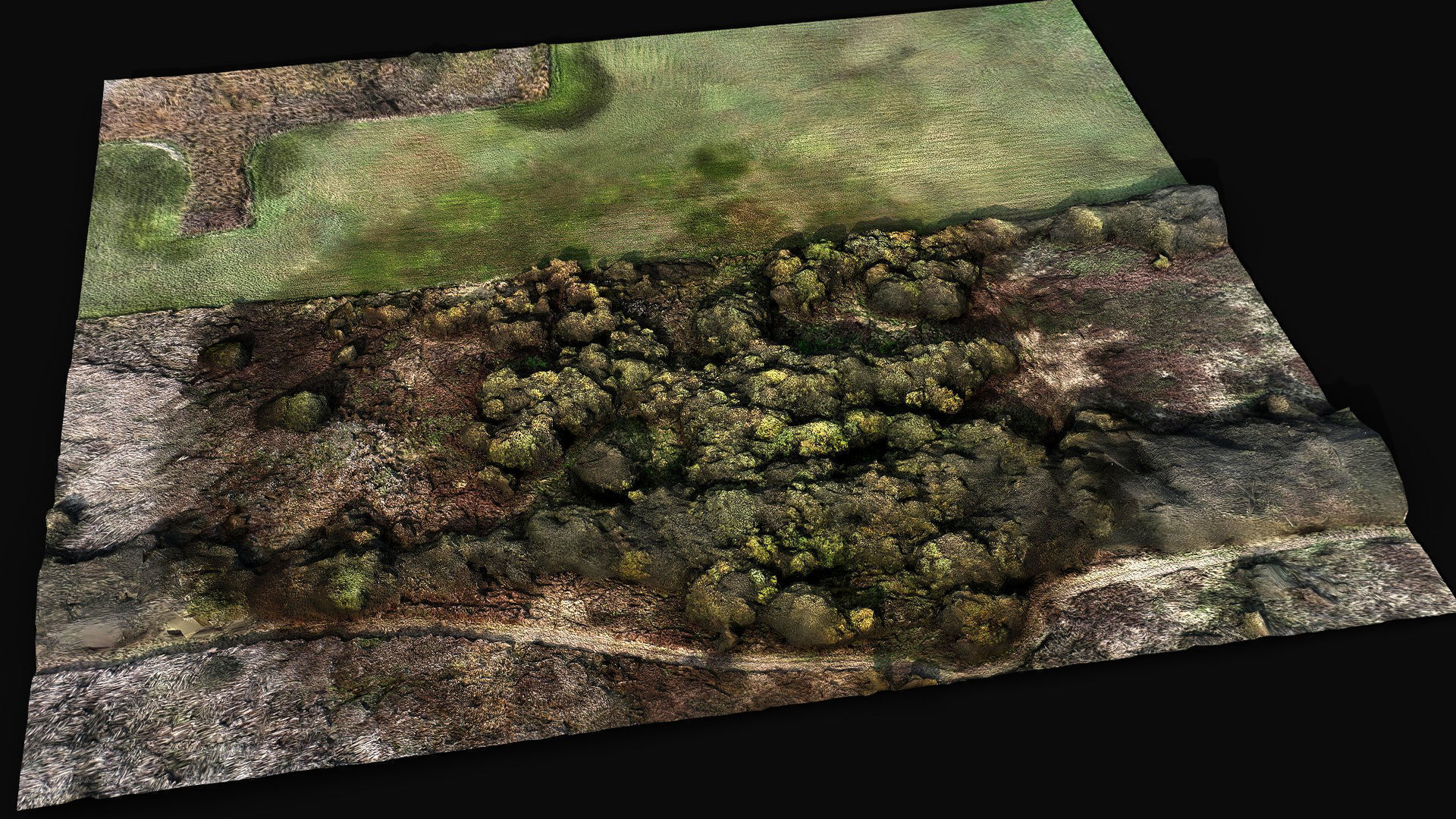 forest ground grass bushes aerial drone photogrammetry Low-poly 3D model_2