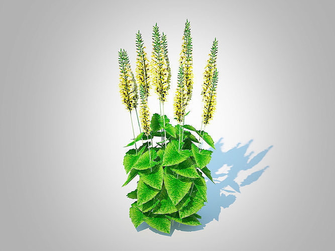 Plant  Ligularia stenocephala Low-poly 3D model