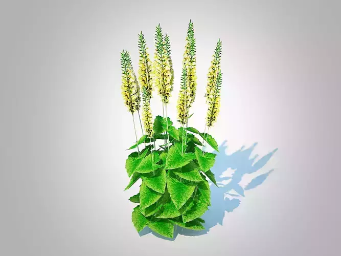 Plant Ligularia stenocephala Low-poly 3D model