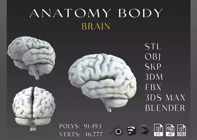 brain  Low-poly 3D model