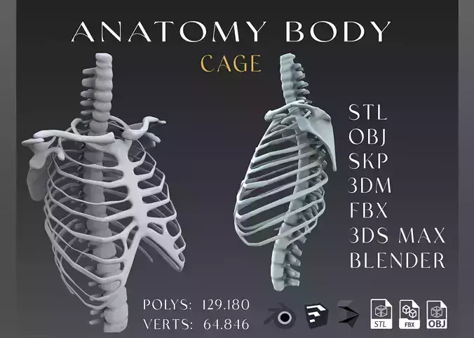 cage anatomy Low-poly 3D model