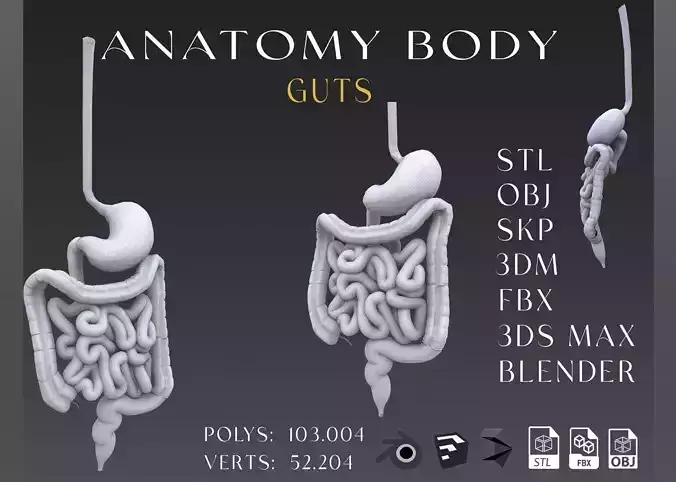 guts  body Anatomy Low-poly 3D model