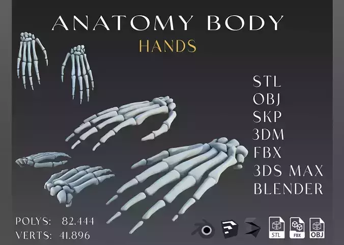 hands  body Anatomy 3D model