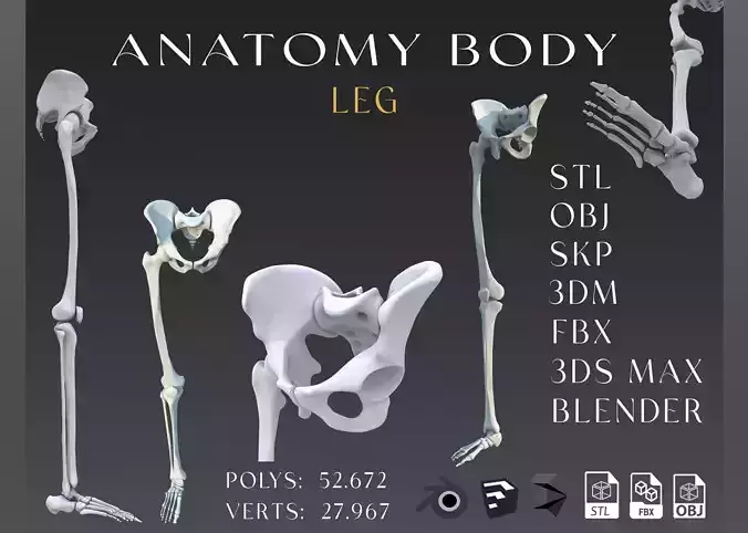 Human leg Low-poly 3D model