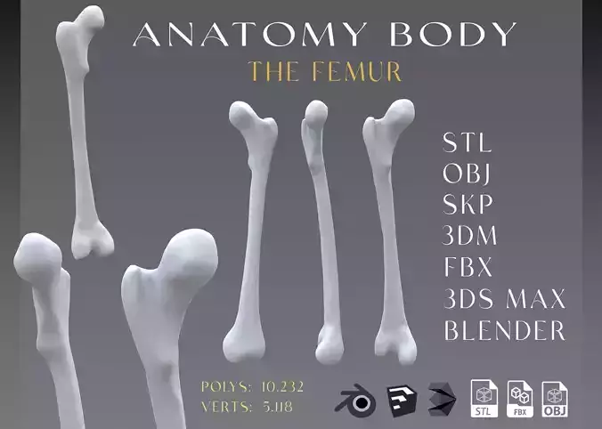 he Femur Low-poly 3D model
