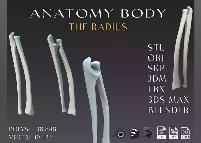 The Femur Low-poly 3D model