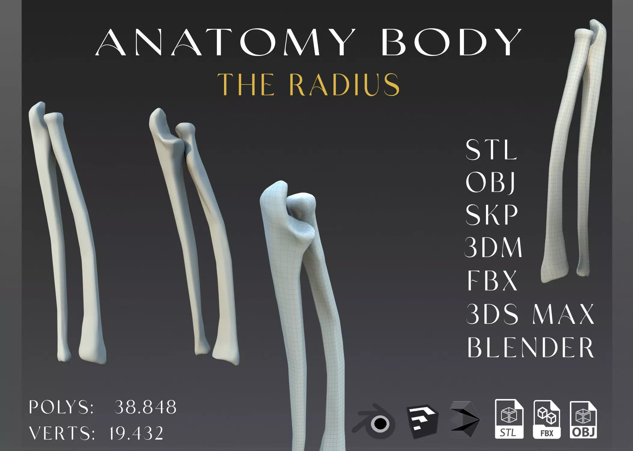 The Femur Low-poly 3D model_0