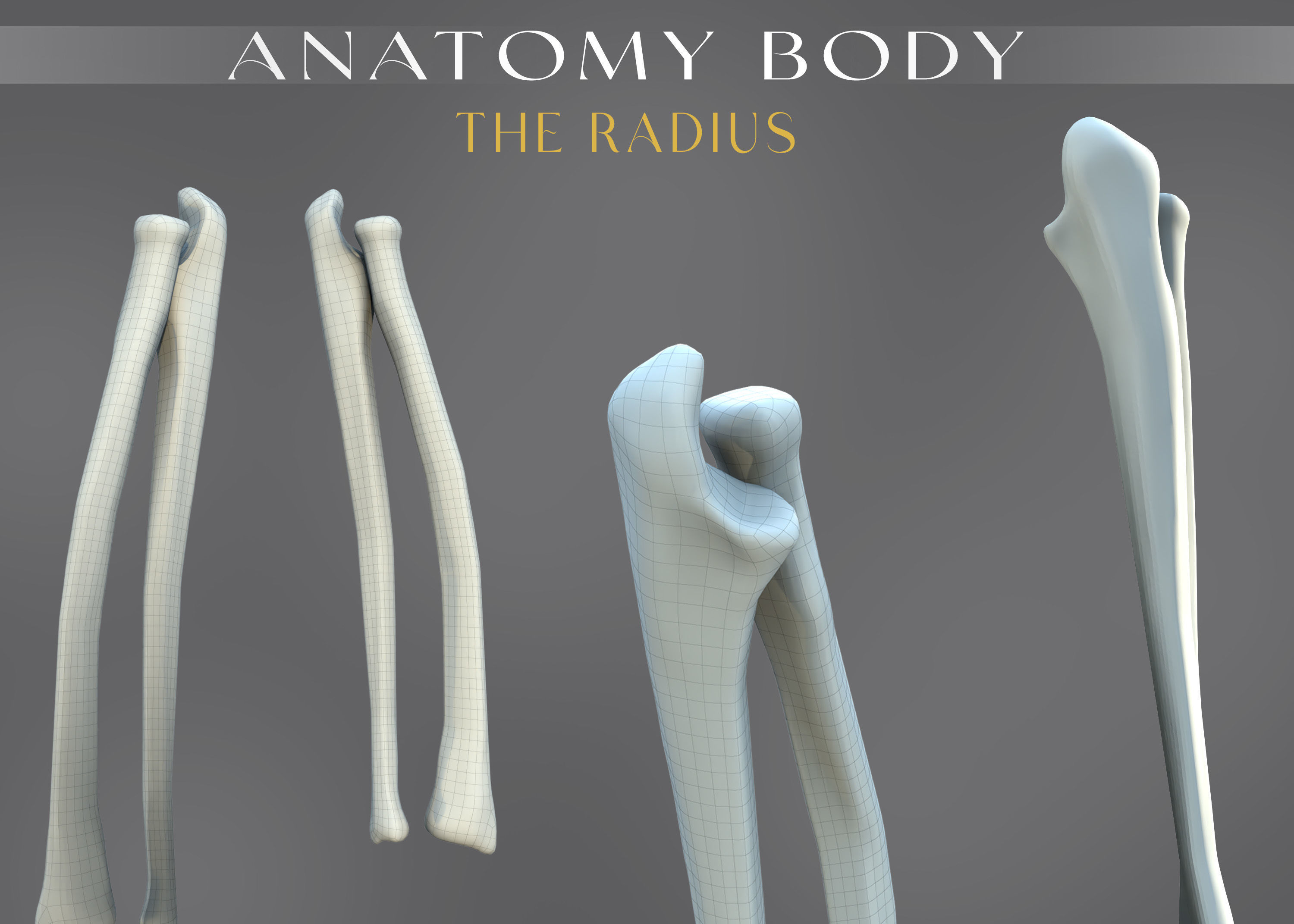 The Femur Low-poly 3D model_5