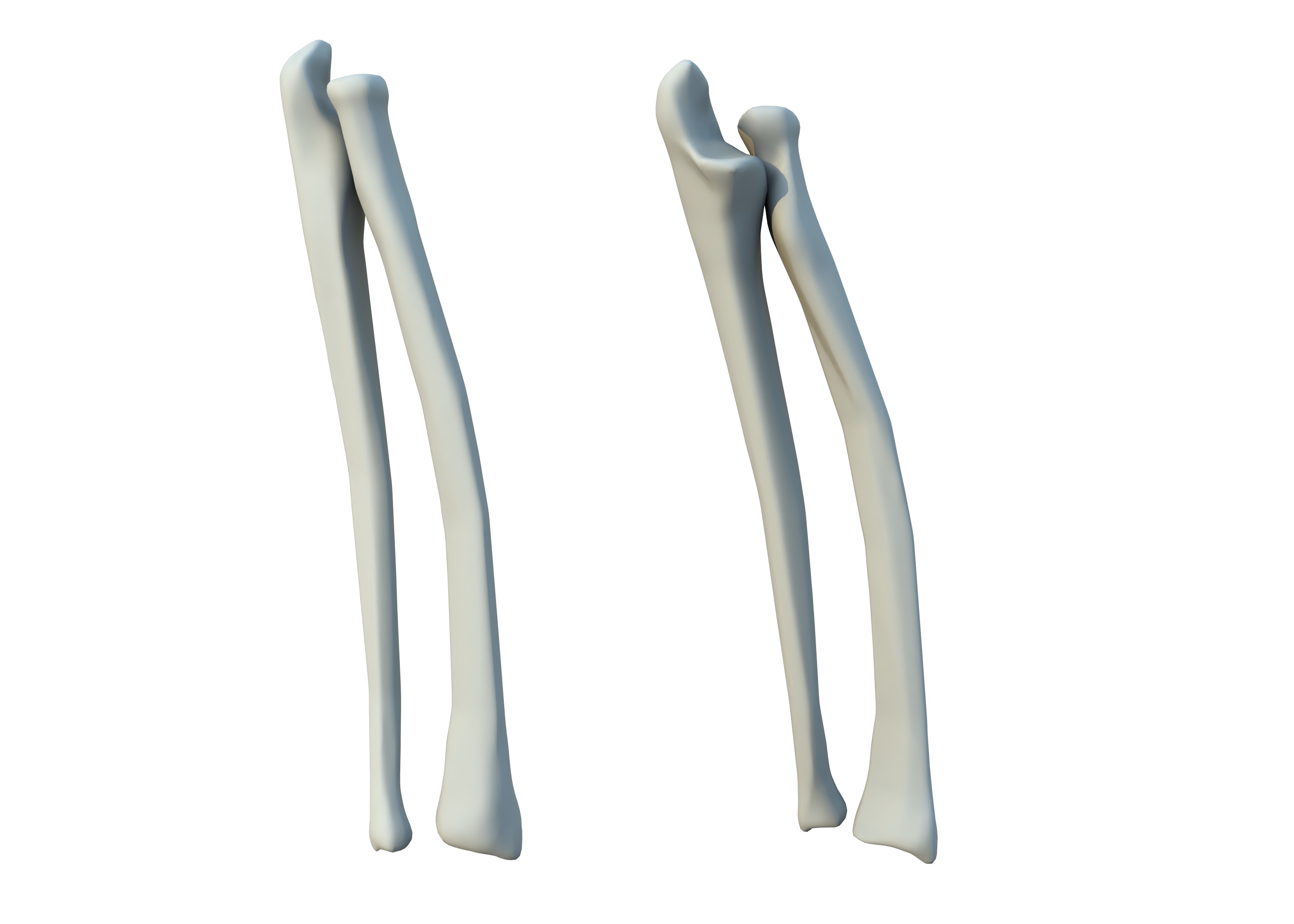 The Femur Low-poly 3D model_6