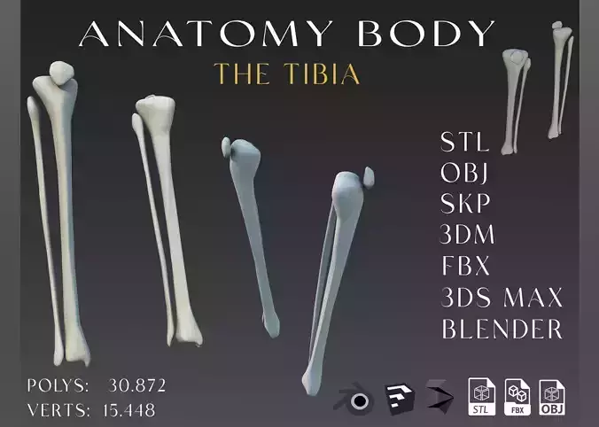 The tibia  Low-poly 3D model