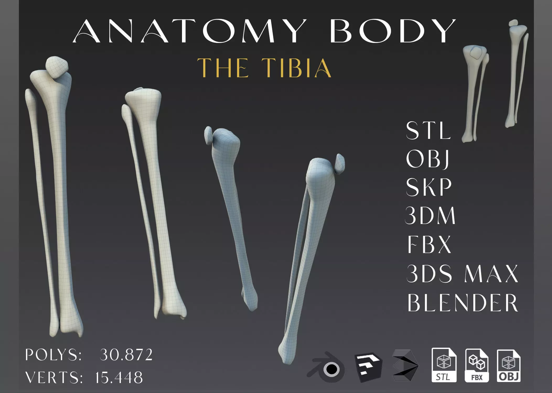 The tibia Low-poly 3D model
