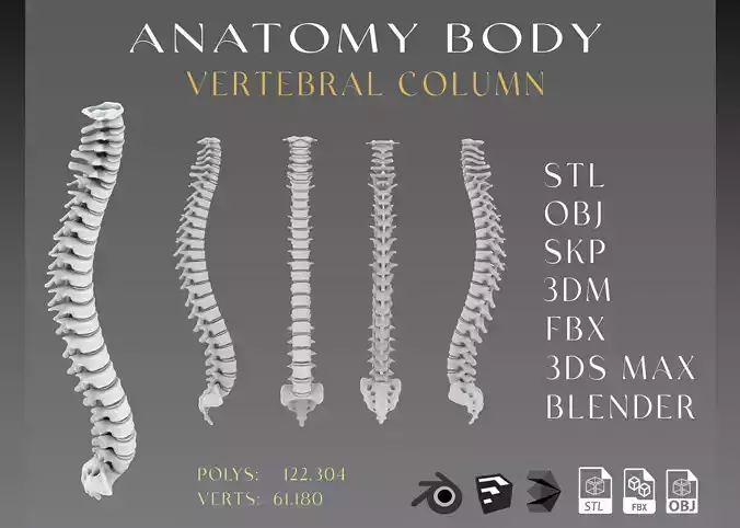 Vertebral column Low-poly 3D model
