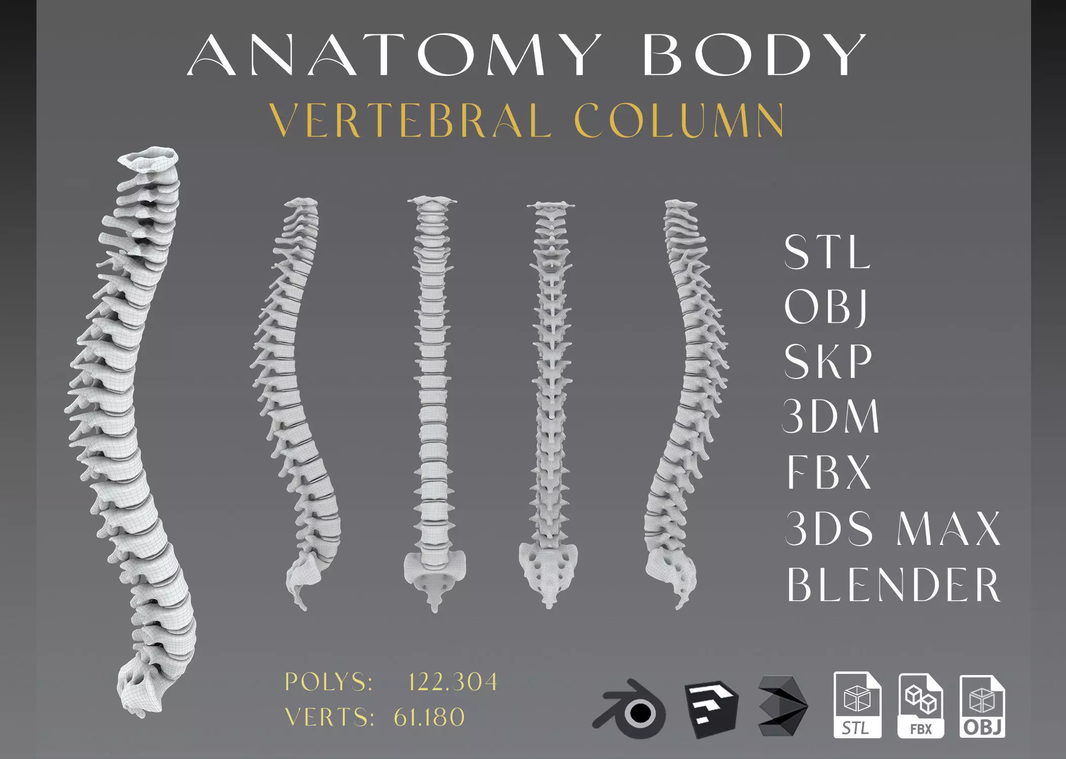 Vertebral column Low-poly 3D model