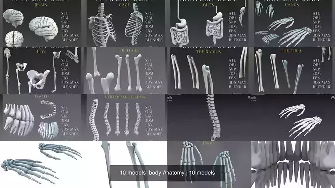 10 models  body Anatomy 3D Model Collection