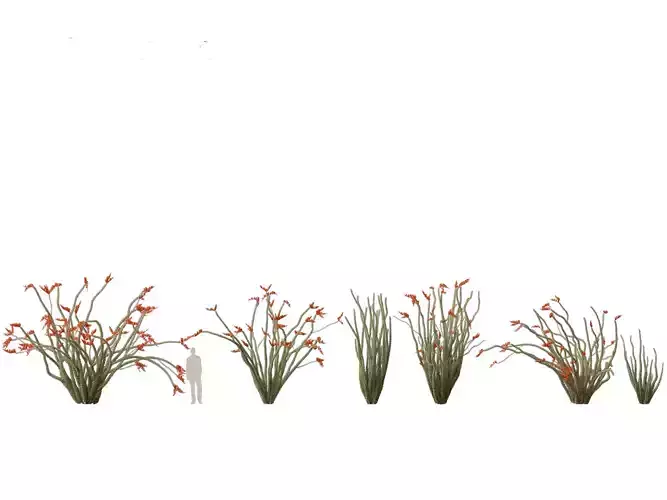 HighpolyLow Poly - Fouquieria splendens - ocotillo