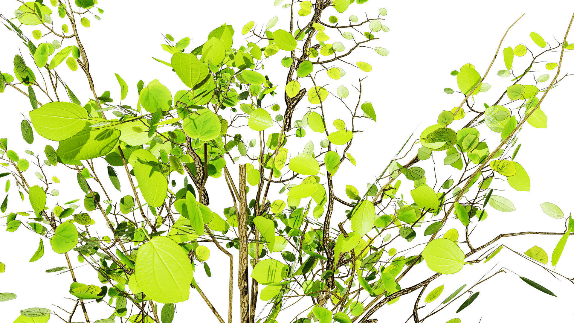 Lowpoly Katsura Tree Low-poly 3D model_4