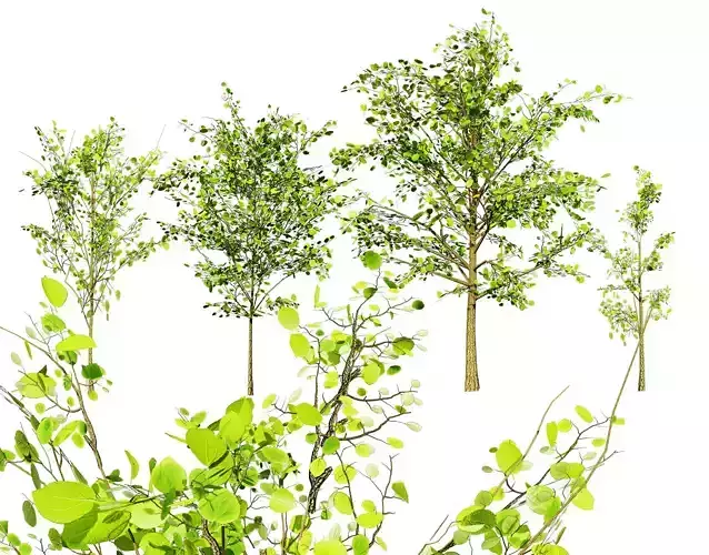 Lowpoly Katsura Tree Low-poly 3D model